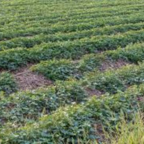 Igname Fraîche Premium