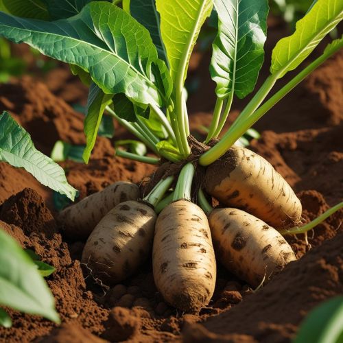 Farine de Manioc (Gari)